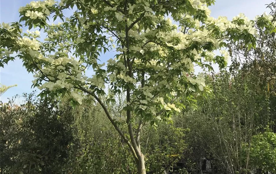 Cornus 'Ruth Ellen' Cornus 'Ruth Ellen'