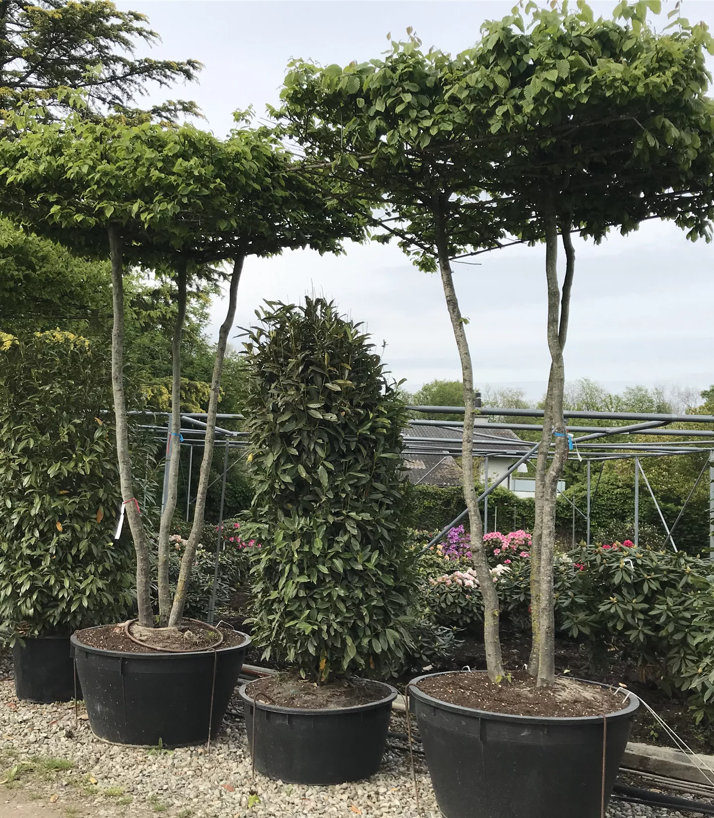 Carpinus betulus dachförmig