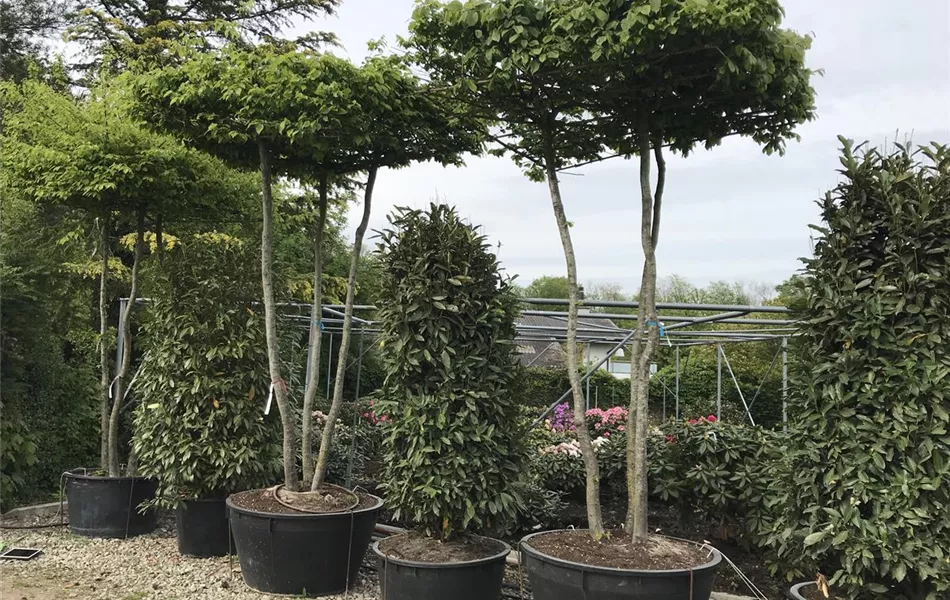 Carpinus betulus dachförmig Carpinus betulus dachförmig