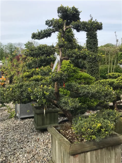 Taxus cuspidata, Bonsai, Japanische Bonsai-Eibe