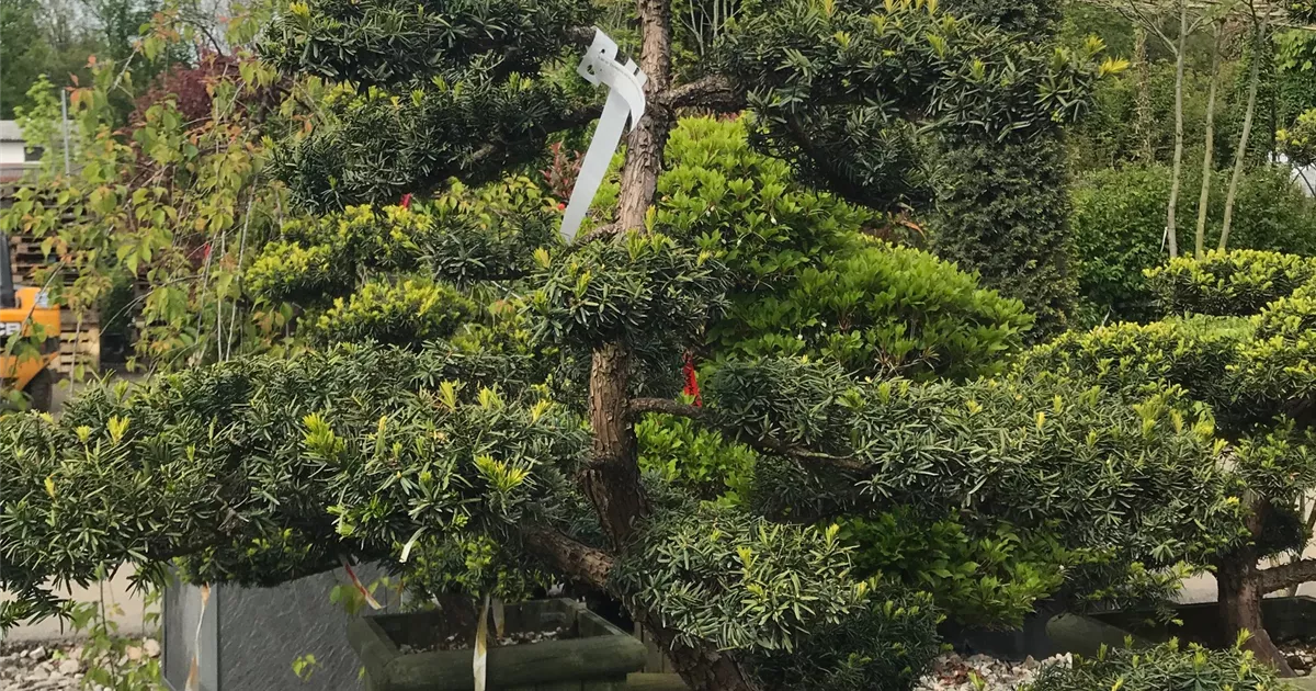 dracena hawaiian Dracaena Warneckii Hawaiian Sunshine For Sale & Care Guide main image 0