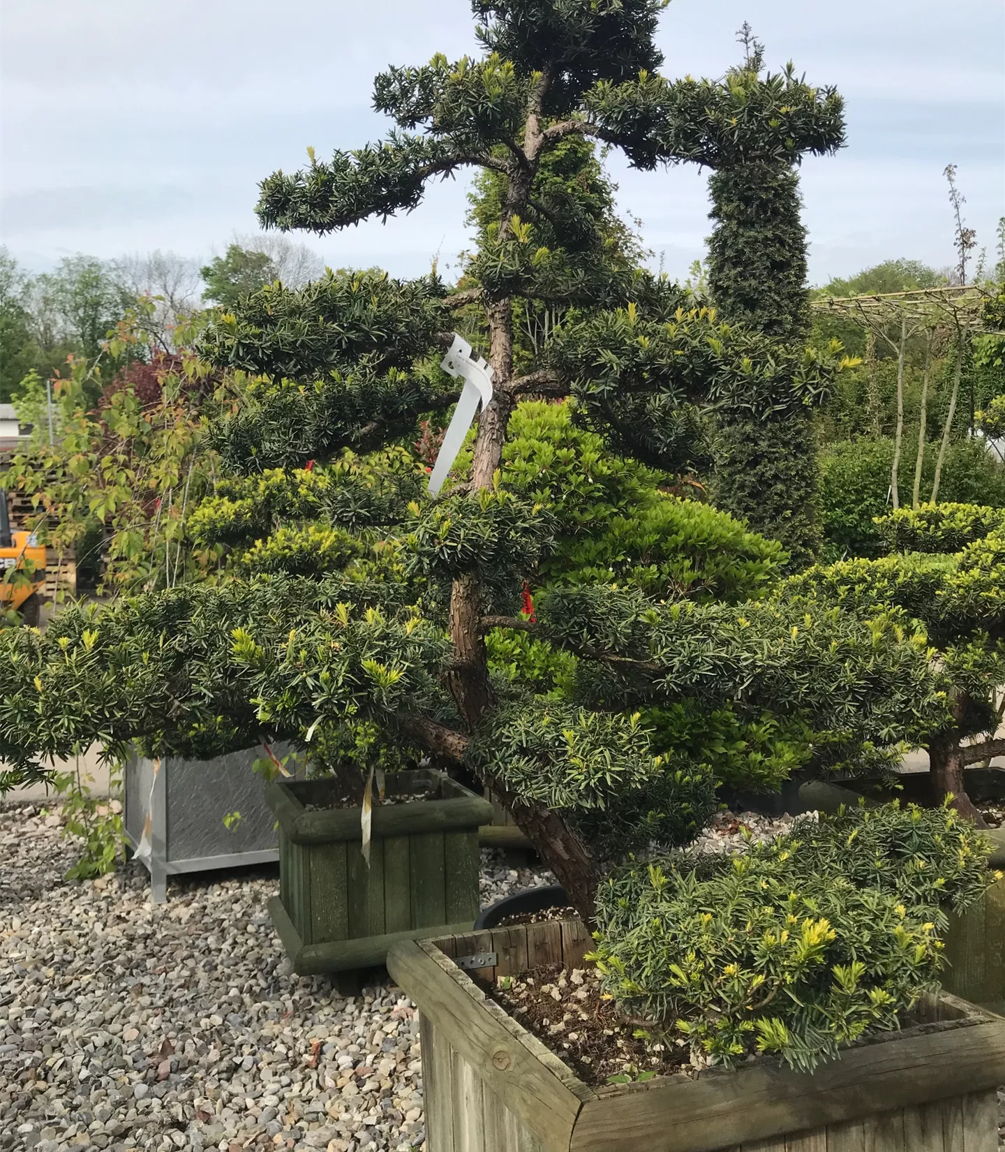 Taxus cuspidata, Bonsai