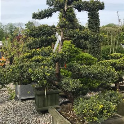 Bonsai - Japanische Bonsai-Eibe - Taxus cuspidata, Bonsai