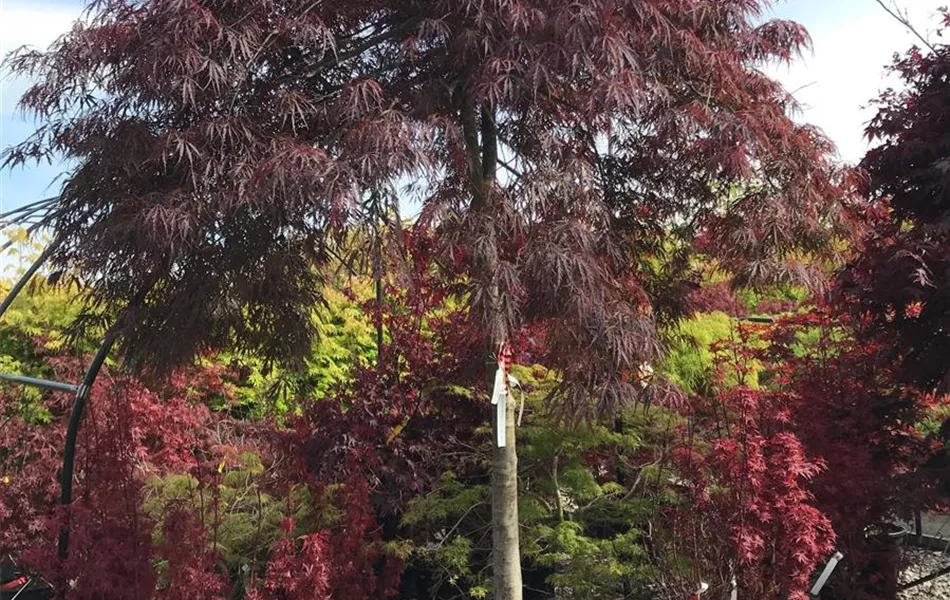 Acer palmatum 'Inaba-shidare', Stamm Acer palmatum 'Inaba-shidare', Stamm