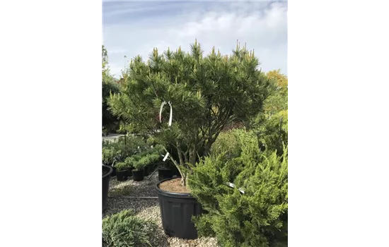 Pinus densiflora 'Umbraculifera'