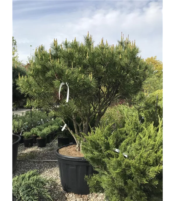 Pinus densiflora 'Umbraculifera'