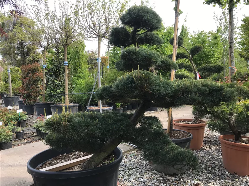 Pinus parviflora 'Bonsai', Mdchenkiefer 'Bonsai'
