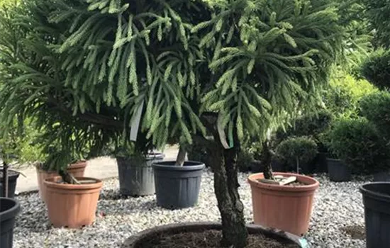 Cryptomeria japonica 'Globosa Nana', Schirmform