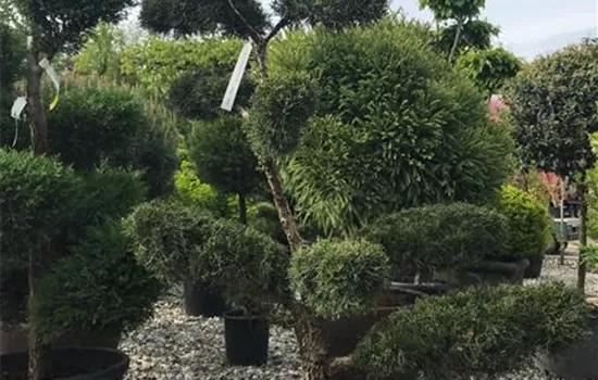 Juniperus pfitzeriana 'Mint Julep', Bonsai