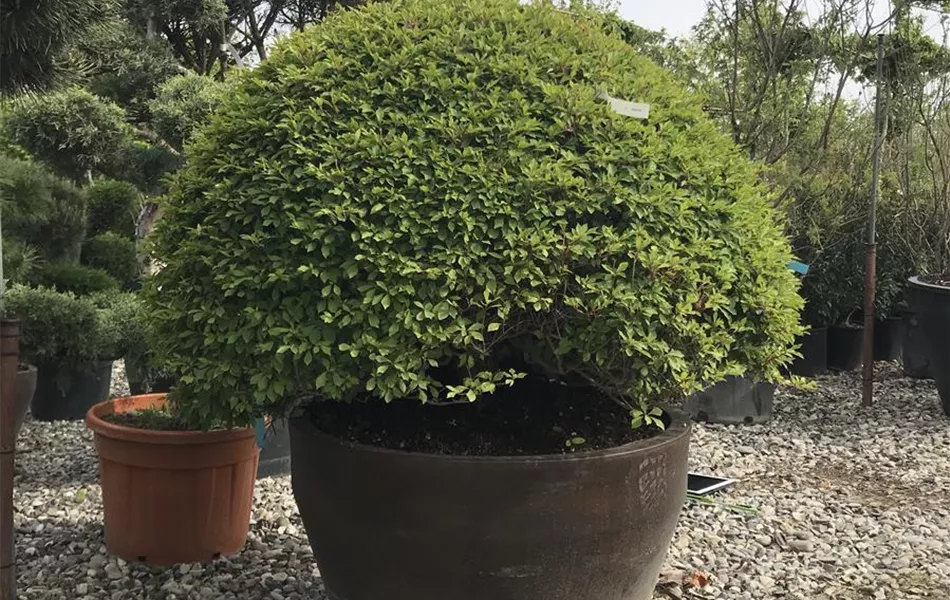 Enkianthus perulatus, Kugel Enkianthus perulatus, Kugel