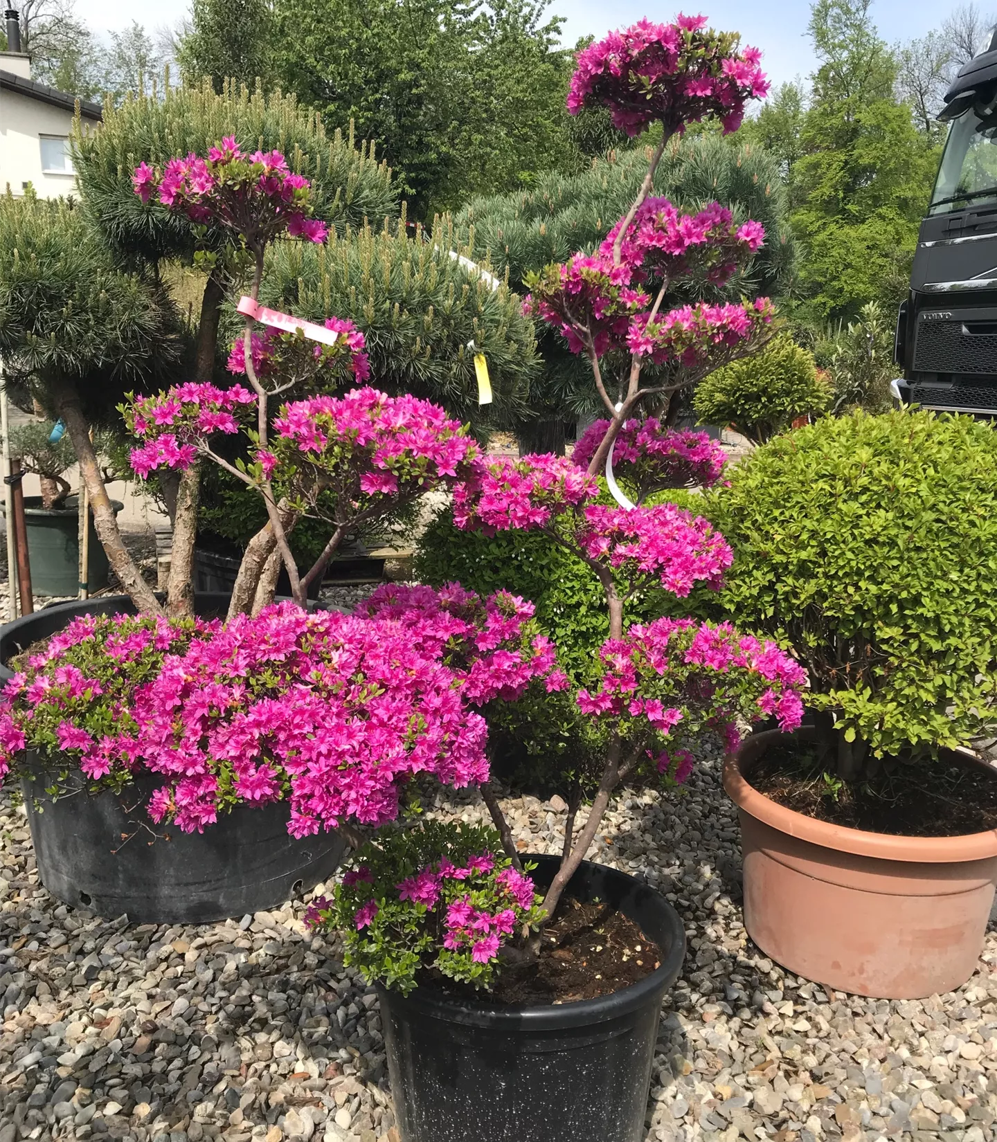 Rhododendron indicum, rosa Bonsai