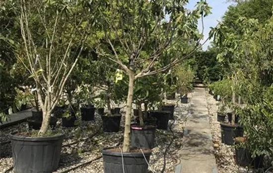 Ficus carica, Stamm