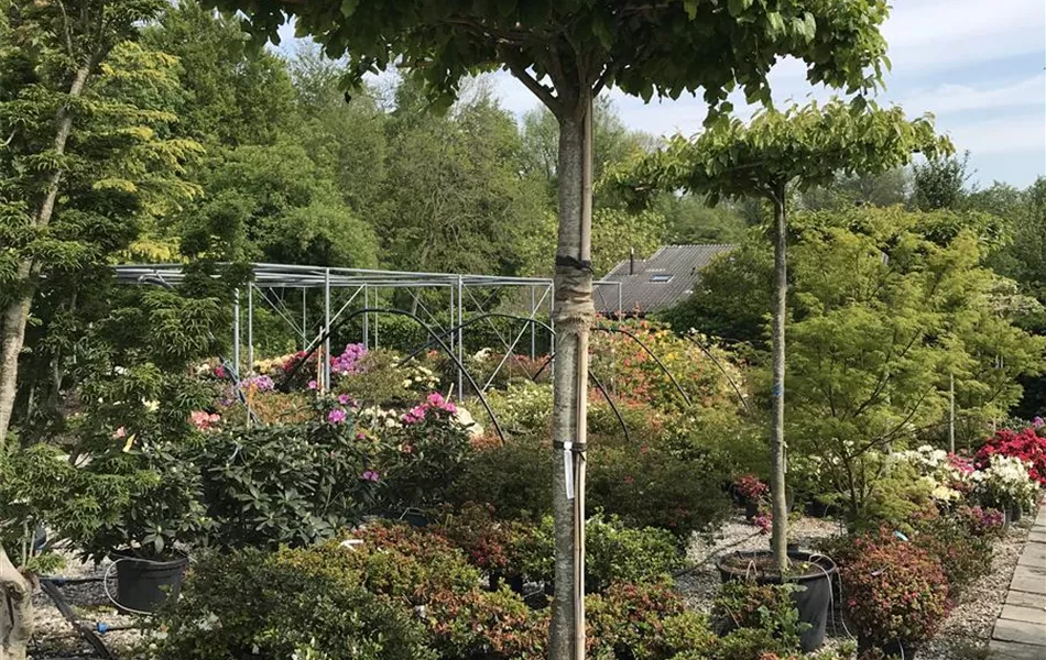 Parrotia persica 'Vanessa', Dachform Parrotia persica 'Vanessa', Dachform