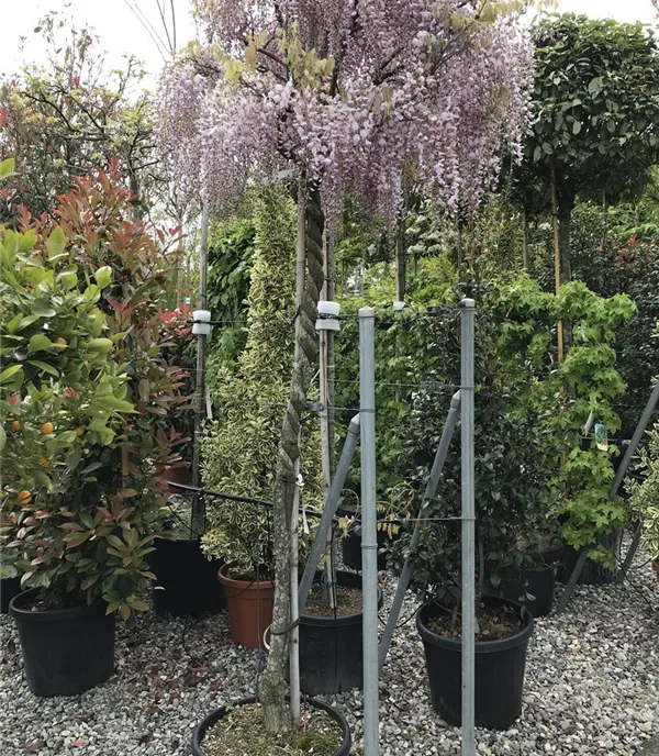 Wisteria sinensis 'Prolific', Stamm