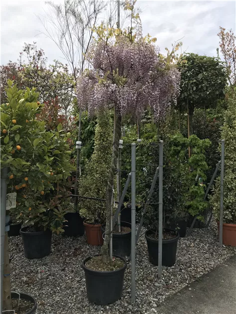 wisteria sinensis rosea Pink Wisteria