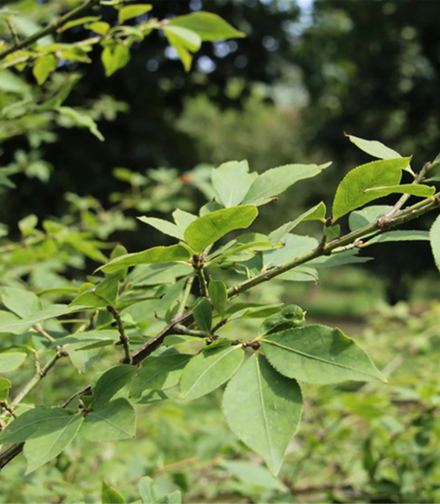 Euonymus alatus Euonymus alatus