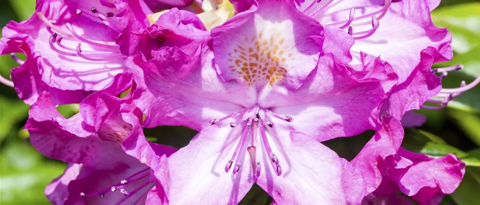 Rhododendron 'Alfred'