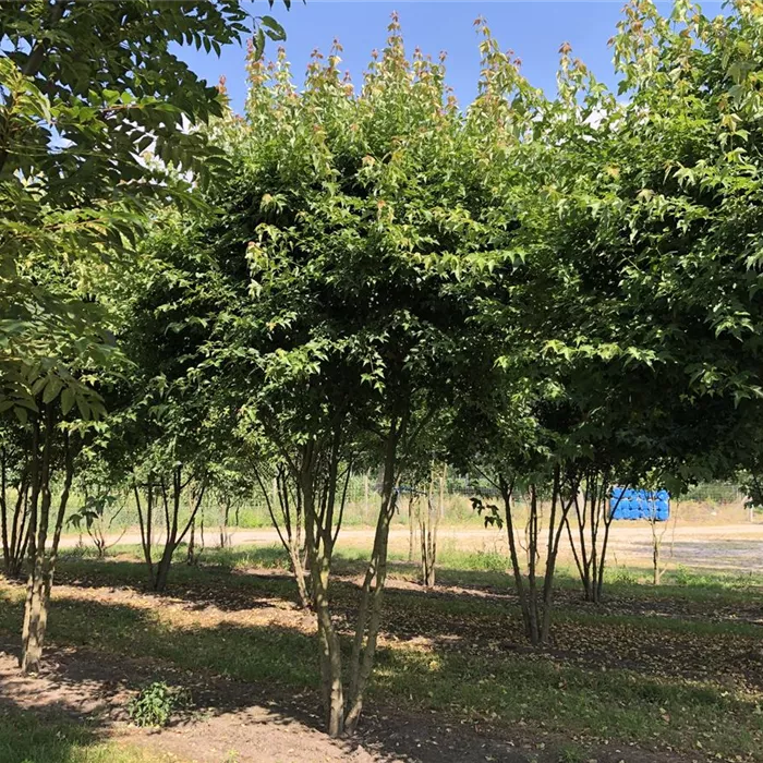 Acer buergerianum Schirmform Acer buergerianum Schirmform