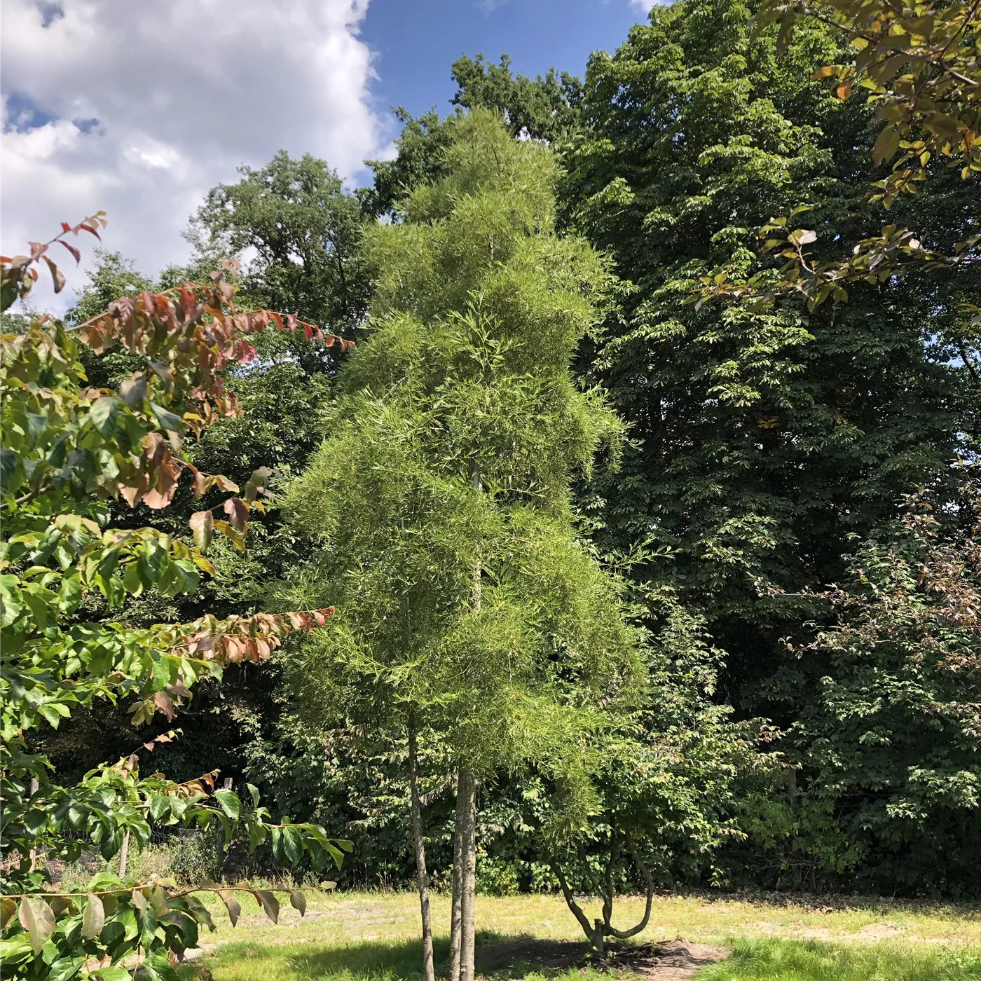 Alnus glutinosa 'Imperialis'  Alnus glutinosa 'Imperialis'