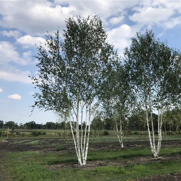 Betula utilis mehrst Betula utilis mehrst