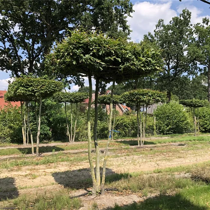 Carpinus betulus Dach 5xv mDb 3stämmig 200 x 200- Nr. 1-9 N19 (9) Carpinus betulus Dach 5xv mDb 3stämmig 200 x 200- Nr. 1-9 N19 (9)