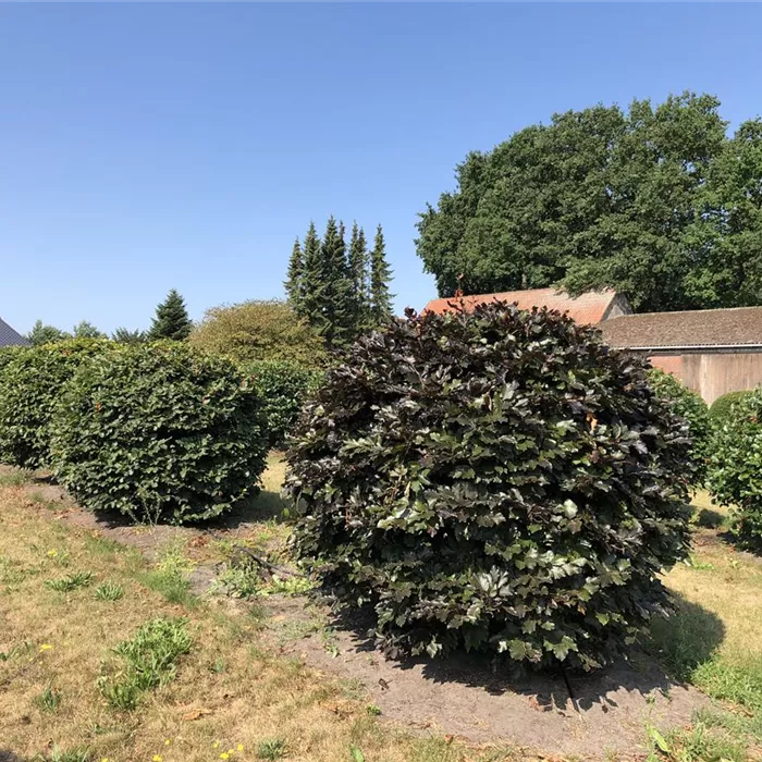 Fagus sylvatica 'Atropurpurea' Kugel N19 Fagus sylvatica 'Atropurpurea' Kugel N19
