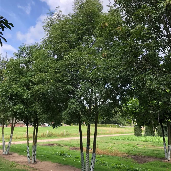 Fraxinus ornus mehrst. SolBaum Gstu. 80- 100 200- 300 x 500- 550 N19 (1) Fraxinus ornus mehrst. SolBaum Gstu. 80- 100 200- 300 x 500- 550 N19 (1)