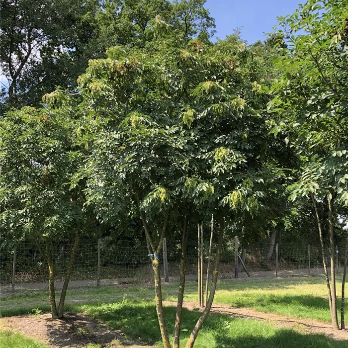 Fraxinus ornus Schirm 5xv mDb 200- 300 x 400- 450 Nr. 13 N19 Fraxinus ornus Schirm 5xv mDb 200- 300 x 400- 450 Nr. 13 N19
