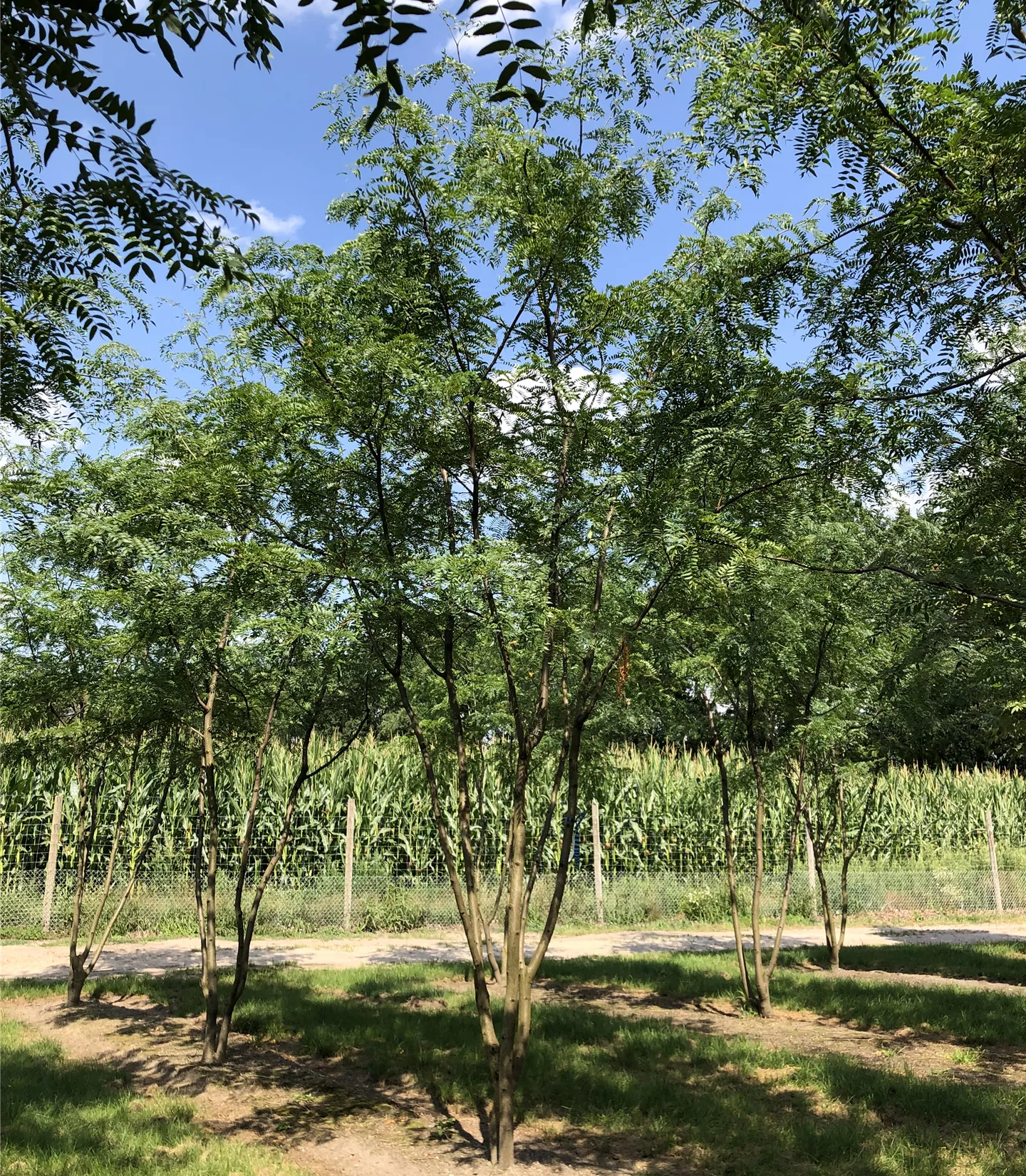 Des arbres en forme de parapluie