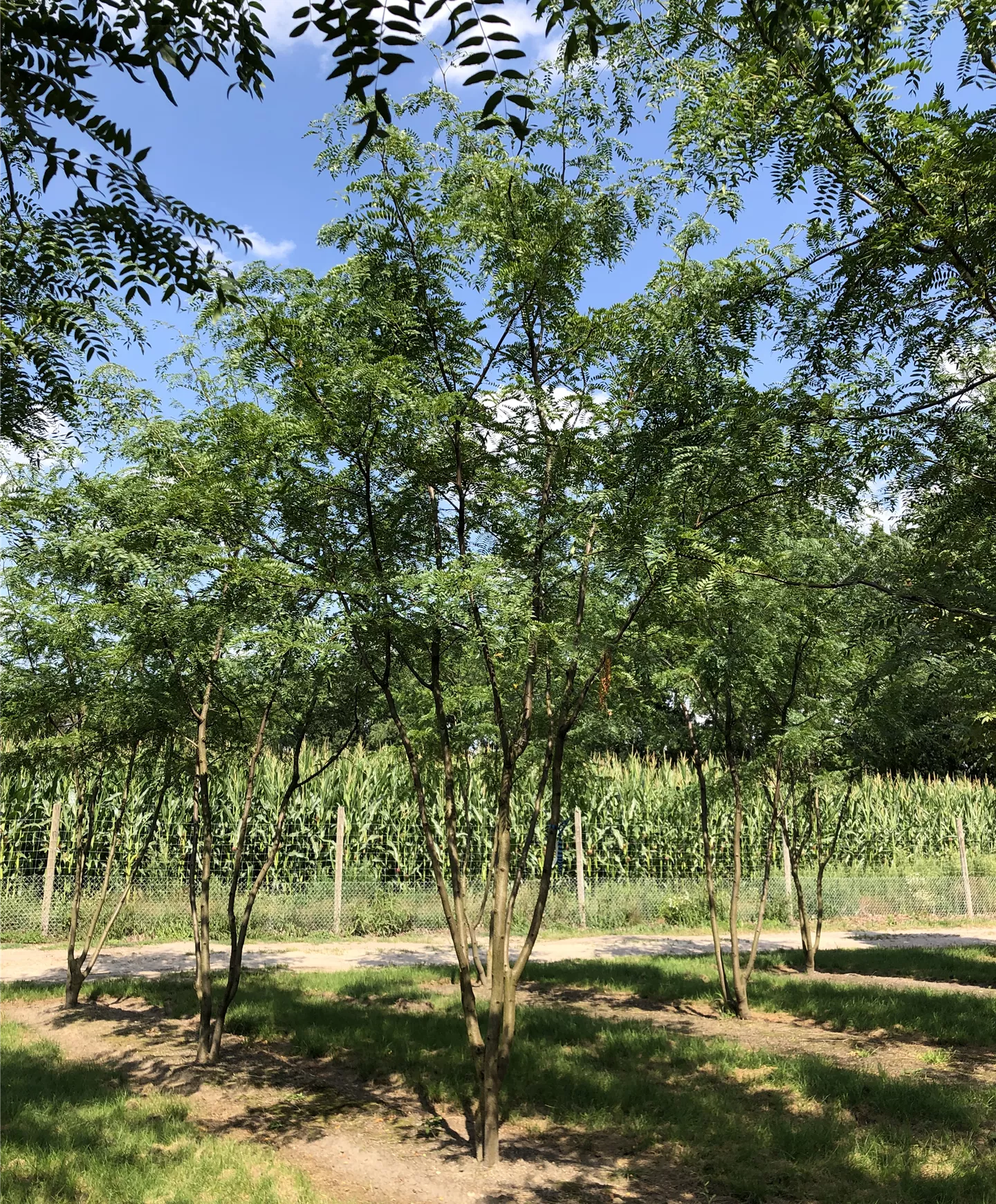 Schirmförmige Pflanzen Schirmförmige Pflanzen