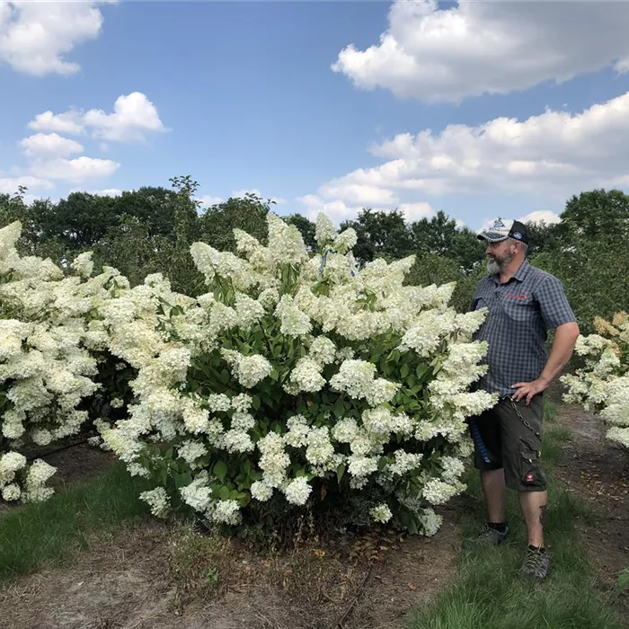 Hydrangea paniculata 'Grandiflora' Sol 4xv mDb 150- 200 x 150- 175 Nr. 17 N19 (1) Hydrangea paniculata 'Grandiflora' Sol 4xv mDb 150- 200 x 150- 175 Nr. 17 N19 (1)