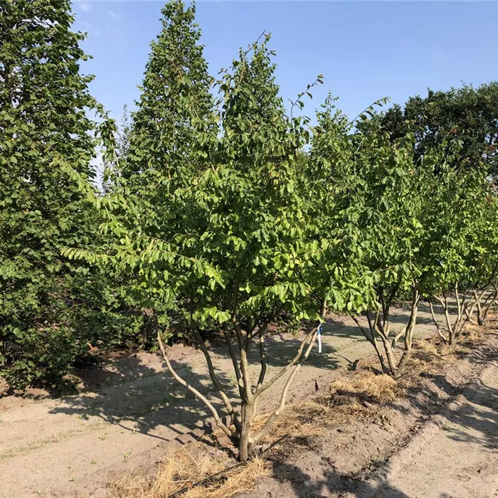 Parrotia persica Schirm 4xv mDb 150- 200 x 200- 250 Nr. 16-19 N19 (3) Parrotia persica Schirm 4xv mDb 150- 200 x 200- 250 Nr. 16-19 N19 (3)