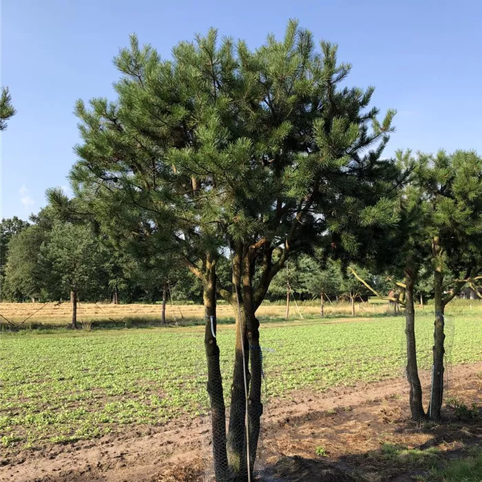 Pinus contorta mehrstämmige Pinienform 300- 350 N19 (1) Pinus contorta mehrstämmige Pinienform 300- 350 N19 (1)