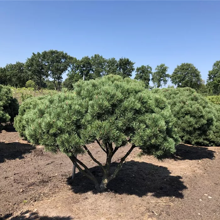 Pinus mugo 'Mops' Schirm 5xv mDb 125- 150 Nr. 74,76 N19 Pinus mugo 'Mops' Schirm 5xv mDb 125- 150 Nr. 74,76 N19