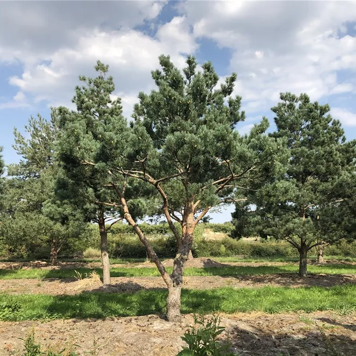 Pinus sylvestris 'Norske Typ' Charakterbaum N19 (5) Pinus sylvestris 'Norske Typ' Charakterbaum N19 (5)