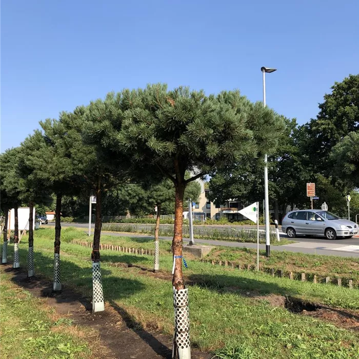 Pinus sylvestris Pinienform H 5xv mDb 35- 40 Nr.2 N19 Pinus sylvestris Pinienform H 5xv mDb 35- 40 Nr.2 N19