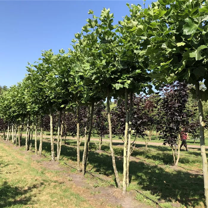 Platanus hispanica Dachform 3 Gst. N19 (2) Platanus hispanica Dachform 3 Gst. N19 (2)