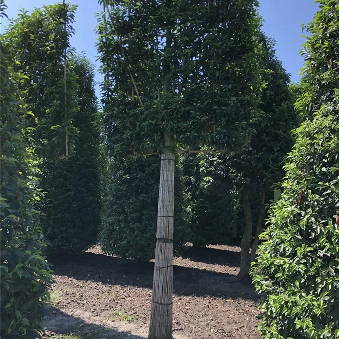 Prunus lusitanica 'Angustifolia' Spalierform H Prunus lusitanica 'Angustifolia' Spalierform H
