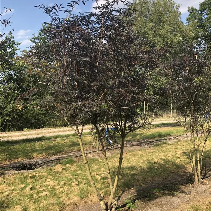 Sambucus nigra 'Black Lace' Schirm 4xv mDb 200- 250 Nr. 75,76,77,78 N19 (2) Sambucus nigra 'Black Lace' Schirm 4xv mDb 200- 250 Nr. 75,76,77,78 N19 (2)