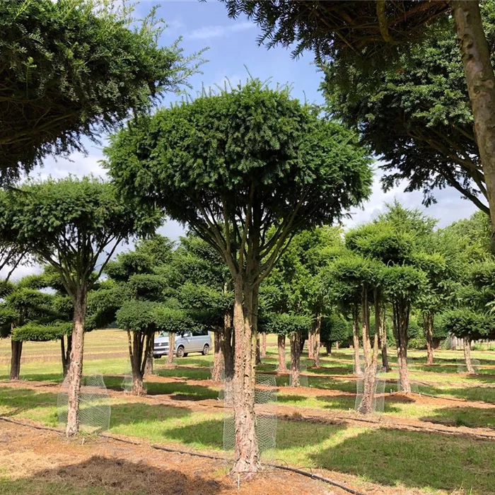 Taxus baccata Dachform Sth. 330 N19 (2) Taxus baccata Dachform Sth. 330 N19 (2)