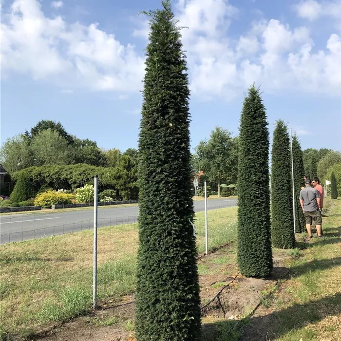 Taxus baccata 'Höpken's Gigant' Toskanasäulen 4xv mDb 300- 350 Nr. 31-32 N19 (1) Taxus baccata 'Höpken's Gigant' Toskanasäulen 4xv mDb 300- 350 Nr. 31-32 N19 (1)