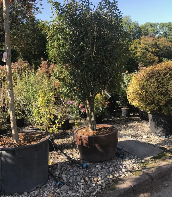 Osmanthus fragrans, Schirmform