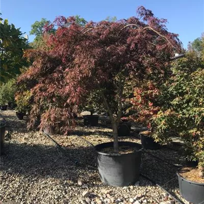 im Container Höhe 200-250cm - Fächerahorn 'Inaba-shidare' auf Stamm - Acer palmatum 'Inaba-shidare', Stamm