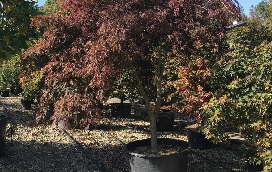 Acer palmatum 'Inaba-shidare', Stamm Acer palmatum 'Inaba-shidare', Stamm