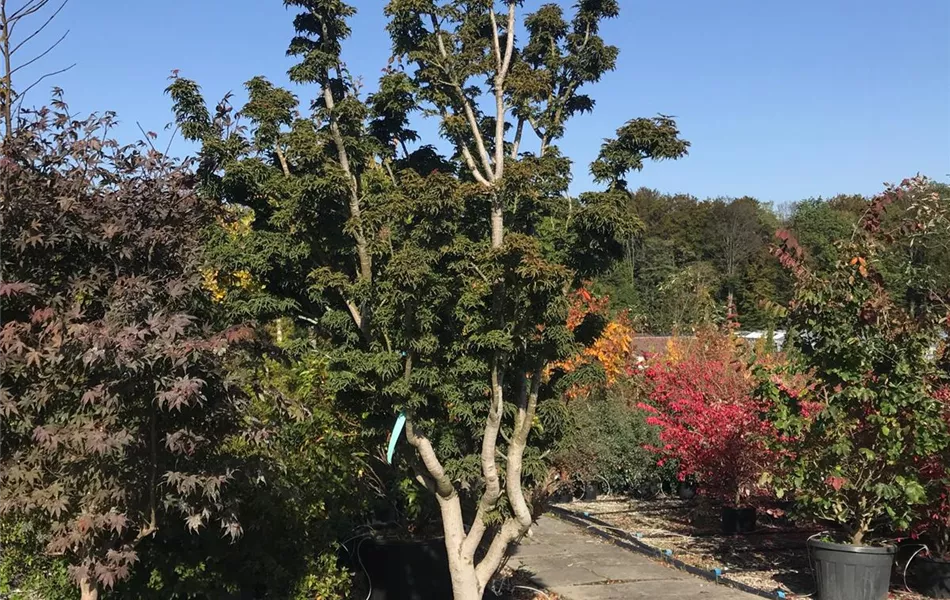 Acer palmatum 'Shishigashira', Schirmform Acer palmatum 'Shishigashira', Schirmform