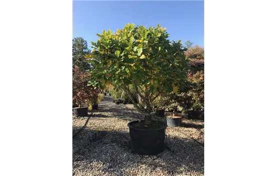 Quercus pontica