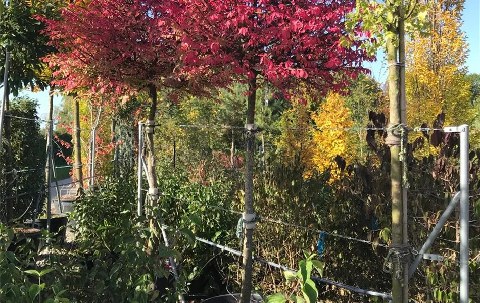 Euonymus alatus, Stamm Euonymus alatus, Stamm
