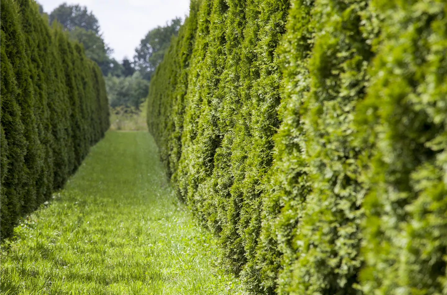 Schnellwachsende Sichtschutz-Pflanzen