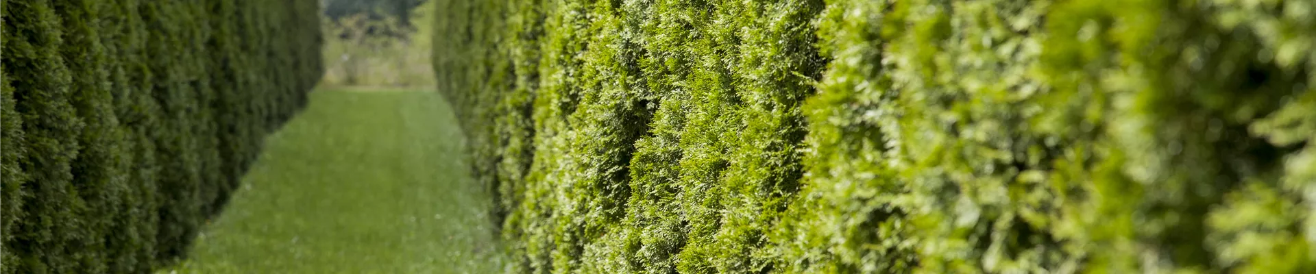 GS494375.jpg GS494375.jpg