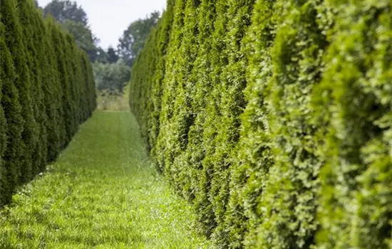 Schnellwachsende Sichtschutz-Pflanzen